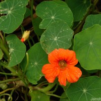 Tropaeolum majus L.